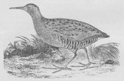 Vandrikse (Rallus aqvaticus).