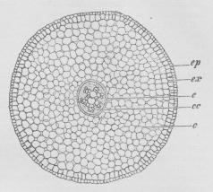Fig. 1. Tværsnit af en Rod af Løg.<bep Epidermis, ex Exodermis, c primær Bark,<be Endodermis, cc Centralcylinder.