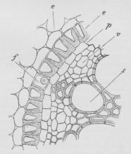 Fig. 2. Del af et Tværsnit gennem Rod af Iris.<bc Bark, e Endodermis, f Gennemgangssted,<bp Pericykel, v Blødbark, s Kar.