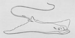 Fig. 4. Ørnerokke (Myliobatis aquila). Fig. 4. Ørnerokke (Myliobatis aquila).