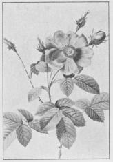 Rosa centifolia.