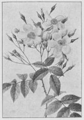 Rosa moschata.