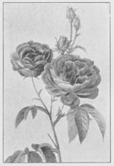 Rosa gallica.