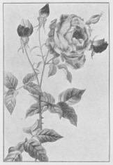 Rosa chinensis fragrans.