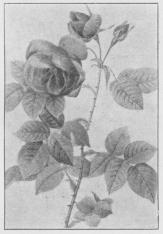 Rosa borbonica.