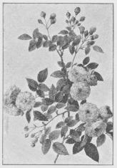 Rosa multiflora.