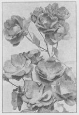 Polyantharosen Rødhætte. Polyantharosen Rødhætte.