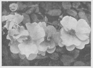 Rosa Wichuraiana