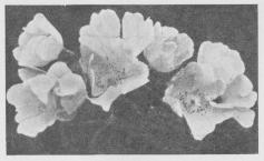 Rosa canina.