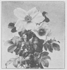 Rosa rugosa alba.