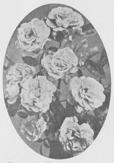 Klatrerose af multiflora-Typen: Tausendschøn.