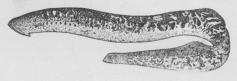 Fig. 2. Havlampret (Petromyzon marinus).
