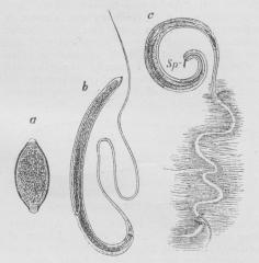 Fig. 2. Trichocephalus trichiurus. a Æg, b Hun,<bc Han med Forenden indsænket i Tarmslimhinden.