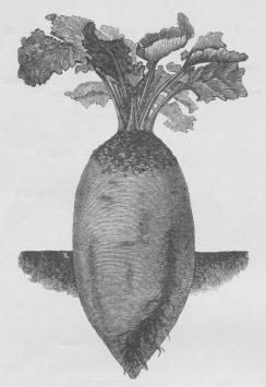 Fig. 1. Barres’ Runkelroe.