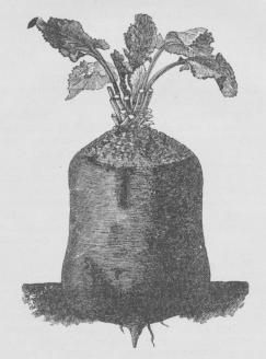 Fig. 2. Eckendorfer-Runkelroe.