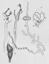 Fig. 1. Puccinia graminis. A<bspirende Basidiefrugt, B løsreven<bBasidie med Basidiesporer (sp), C<bOverhud-Fragment af Berberisblad med spirende<bBasidiespore (sp), D spirende Uredospore.