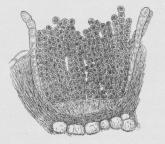 Fig. 3. Skaalrust af Puccinia sp. Længdesnit.