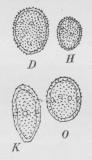 Fig. 4. Uredosporer<baf forskellige<bRustsvampe. D:<bPuccinia glumarum paa<bHvede, H: P.<bcoronifera paa Havre,<bK: P. graminis, O:<bP. Sorghi.