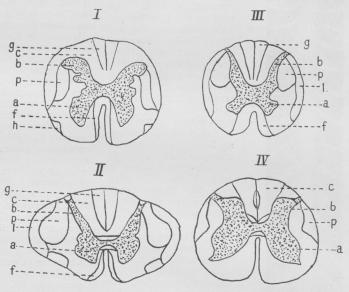 Fig. 1. Skema af Tværsnit gennem Rygmarven (Grænserne mellem de<bforskellige Strenge ses ikke paa sunde Rygmarve, kan kun erkendes ved sygelige<bTilstande). I. øverste Del af Halsmarven II. Halsopsvulmingen II.<bRygmarvens Brystparti. IV. Rygmarvens Lændeparti. a. Forhorn, b Baghorn.<bc. Burdachske Streng, f. Pyramideforstreng. g. Gollske Streng, h. Helwegs<btrekantede Bane. l. Lillehjærnesidestrengsbaner. p. Pyramidesidestrengsbaner.