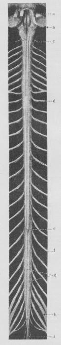 Fig. 2. Rygmarv (set<bbagfra), a Rudegrube,<bb. Forlængede Marv. c.<b1’ Cervikalnerve. d 2’<bThorakalnerne e.<bRygmarvens nederste Spids,<bf. 1’ Lumbalnerve. g.<b»Hestehalen«, h. 1’<bSakralnerve. i.<bCoccygealnerven.