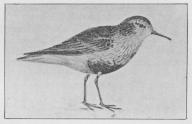 Fig. 1. Ryle (Tringa alpina).