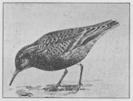 Fig. 2. Islandsk Ryle (Tringa canutus).