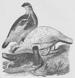 Fjeldrype (Lagopus mutus). Øverst: Efteraarsdragt,<bi Midten: Han i Vinterdragt, nederst: Sommerdragt.