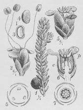 Rævling. 1 Gren med Frugt;<b2 Hanblomst; 3 og 4 Frø, det første<bgennemskaaret paa langs; 5<bHunblomst; 6 do., gennemskaaret paa<blangs; 7 og 8 Diagrammer af Hun-<bog Hanblomst. Rævling. 1 Gren med Frugt;<b2 Hanblomst; 3 og 4 Frø, det første<bgennemskaaret paa langs; 5<bHunblomst; 6 do., gennemskaaret paa<blangs; 7 og 8 Diagrammer af Hun-<bog Hanblomst.