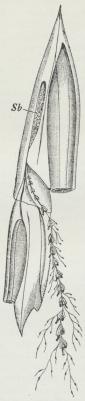 Fig. 2. Diphyes acuminata, c. 8<bGange forstørret. Sb<bSaftbeholder i den øvre Svømmeklokke.