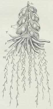 Fig. 3. Physophora hydrostatica. Pn Luftbeholder,<bS Svømmeklokker, T Følere, P Ernæringsindivider,<bSf Fangtraade med Neldebatterier (Nk), G<bKønsindivider.