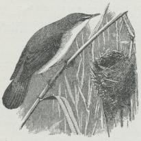 Rørsanger (Acrocephalus streperus Vieill.).