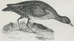 Plettet Rørhøne (Porzana maruetta). Plettet Rørhøne (Porzana maruetta).