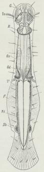 Sagitta<bcephaloptua, set fra<bRygsiden.<bF bageste Finne,<bG Ganglie, Te<bTentakler, R<bLugteorgan, Ov Æggestok,<bOd Æggeleder,<bT Testikel,<bVd Sædleder,<bSb Sædblære.