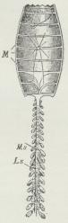 Fig. 3. Ældre<bAmmeindivid af Doliolum. M Muskelbaand, Ms<bMidtsækkens Individer, Ls Ernæringsindivider.