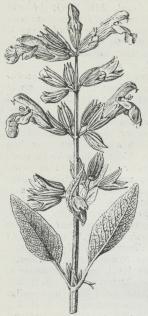 Salvia. Salvia.