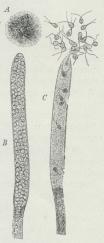 Saprolegnia Thureti.<bA Flue, angreben af S., B<bSporangie, C samme med<bfri Sværmsporer.