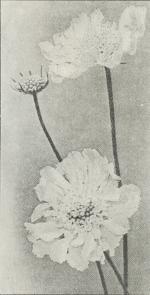 Scabiosa caucasica.