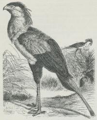 Sekretær (Gypogeranus serpentarius). Sekretær (Gypogeranus serpentarius).