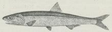 Fig. 1. Ansjos (Engraulis encrasicholus).