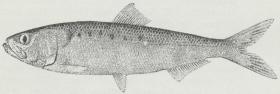 Fig. 3. Stamsild (Clupea finta)