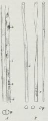 Organsinsilke. A den<bukogte Dobbelttraad,<bB kogt, l Sericinlaget<bmed Hobe af smaa<bKorn, k, s og d fine<bStriber i<bFibrointraaden, g Tværsnit.