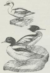 Lille Skallesluger (Mergus<balbellus), toppet Skallesluger (Mergus<bserrator), stor Skallesluger<b(Mergus merganser). Lille Skallesluger (Mergus<balbellus), toppet Skallesluger (Mergus<bserrator), stor Skallesluger<b(Mergus merganser).