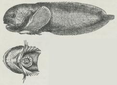 Ringbug (Liparis); nedenunder<ber Forkroppen afbildet fra<bUndersiden for at vise Sugeskiven.