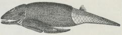 Vingefisk (Pterichthys).