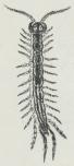 Fig. 1.<bLithobius.