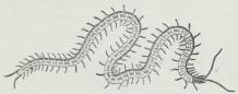 Fig. 2. Geophilus.