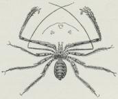 Phrynus. Phrynus.