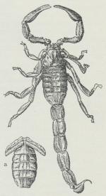 En Skorpion, a Præabdomen, set<bfra Undersiden; man ser<bKammene og Aandehullerne.
