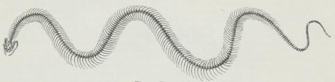 Fig. 1. Slangeskelet.