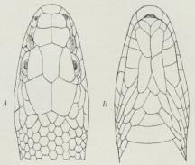 Fig. 2. Slangehoved med Skælplader. A set fra oven,<bB set fra neden.